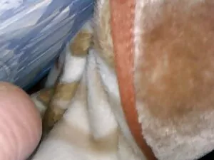 古いストッキングを身に着けて、女の子は半 ...